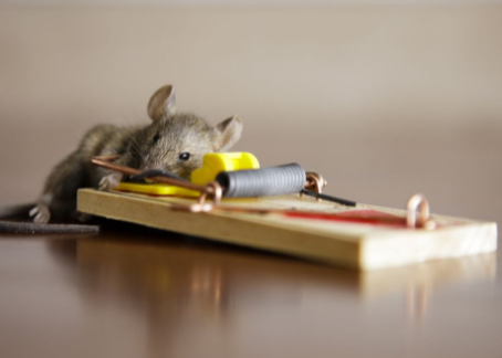 Mice Removal Techniques for Effective and Safe Pest Control