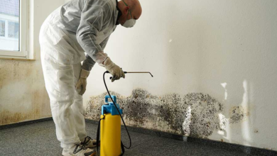 How Mold Inspection Services Keep Your Property Safe and Healthy