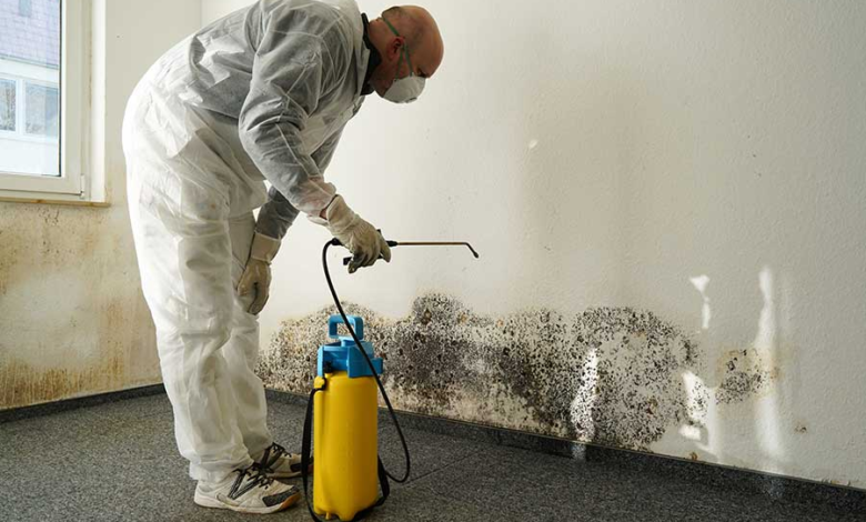How Mold Inspection Services Keep Your Property Safe and Healthy