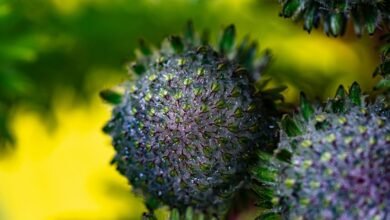 elevate online nexus lens