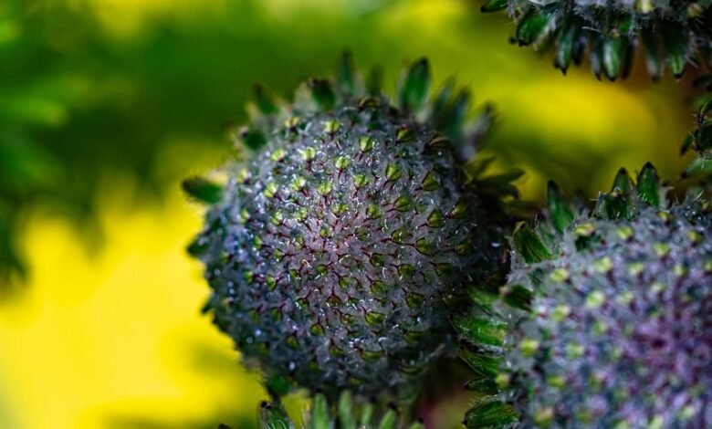 elevate online nexus lens