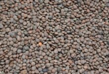 market 4252243980 lens pulse