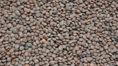 market 4252243980 lens pulse